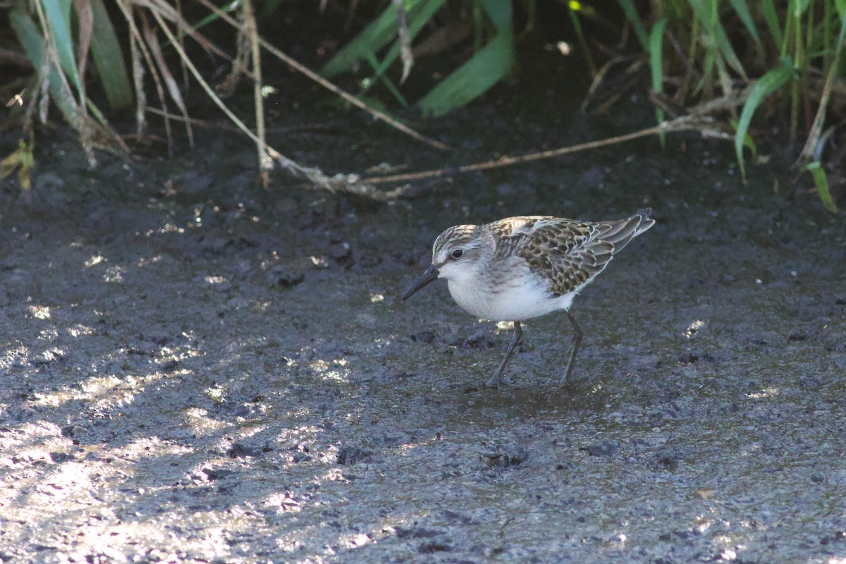 Semipalmated Sandpiper - ML643907024