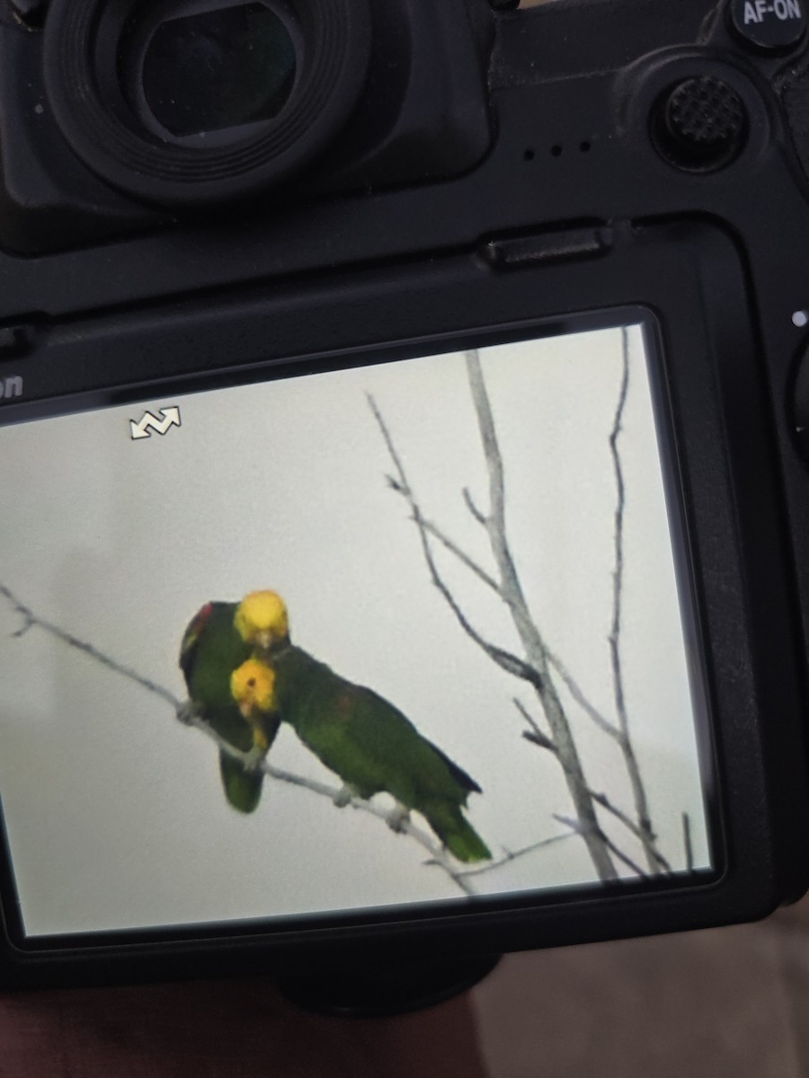 キガシラボウシインコ - ML643907026