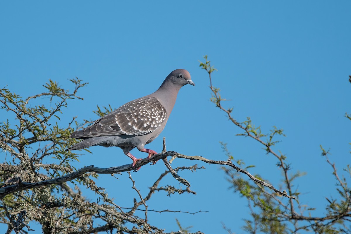 Spot-winged Pigeon - ML643907034