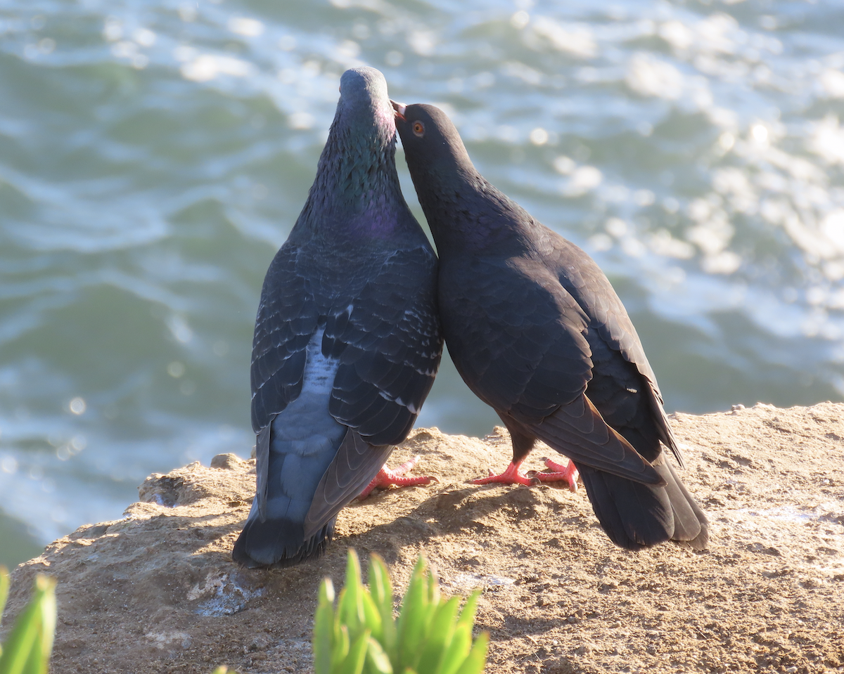 Rock Pigeon (Feral Pigeon) - ML643907047