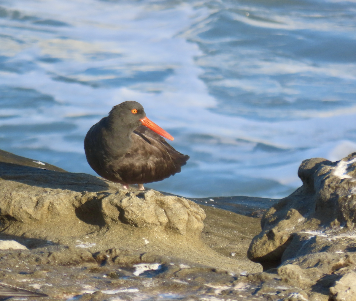 Black Oystercatcher - ML643907051