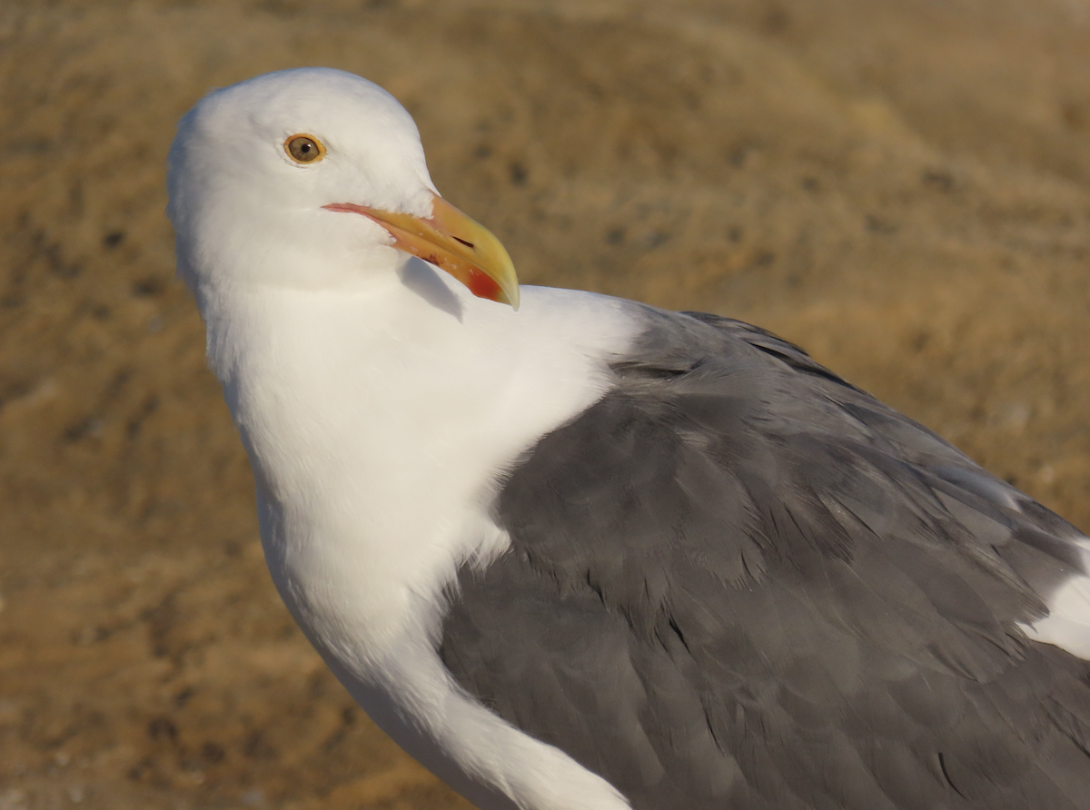 Western Gull - ML643907053