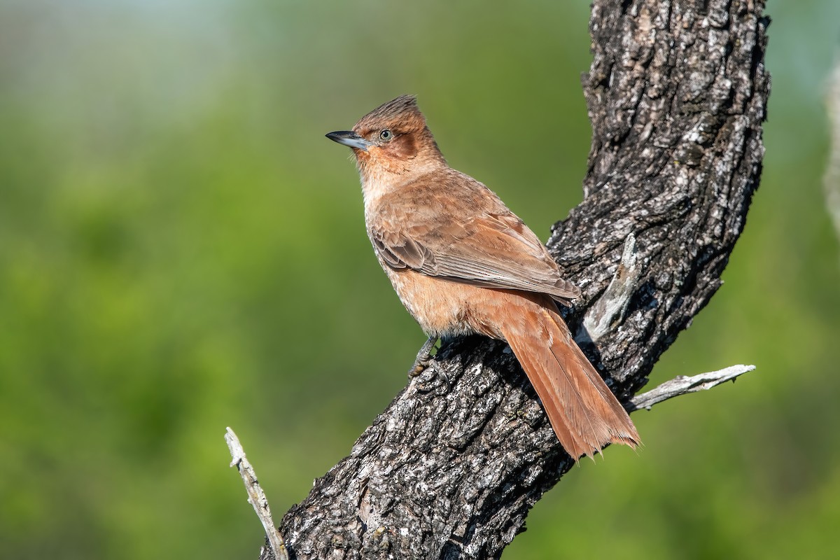 Brown Cacholote - ML643907055