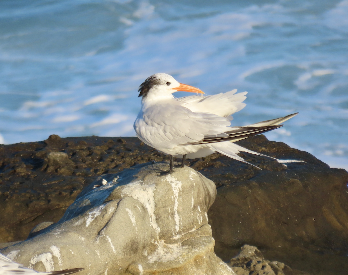 Royal Tern - ML643907057