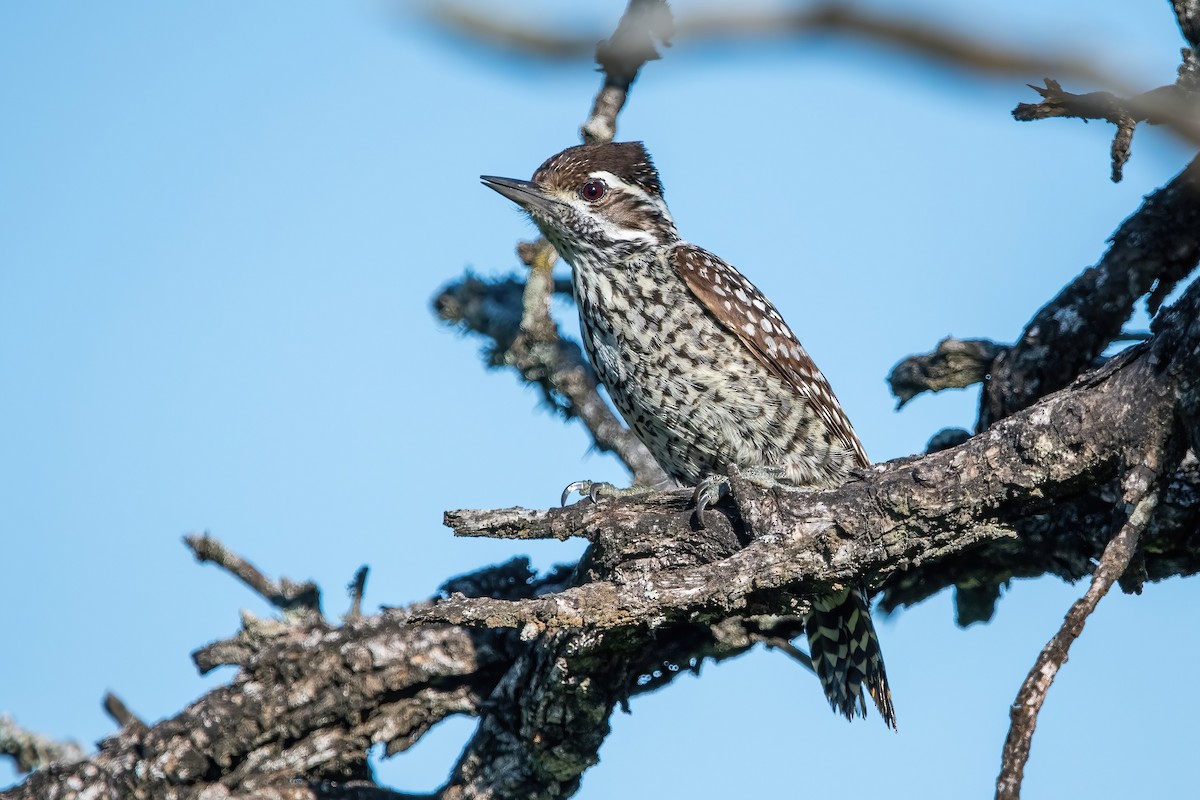 Checkered Woodpecker - ML643907061