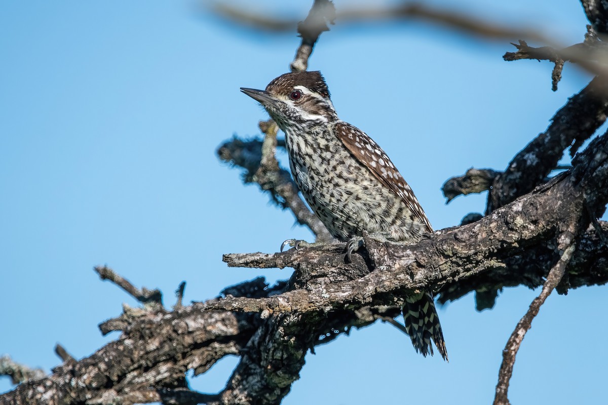 Checkered Woodpecker - ML643907062