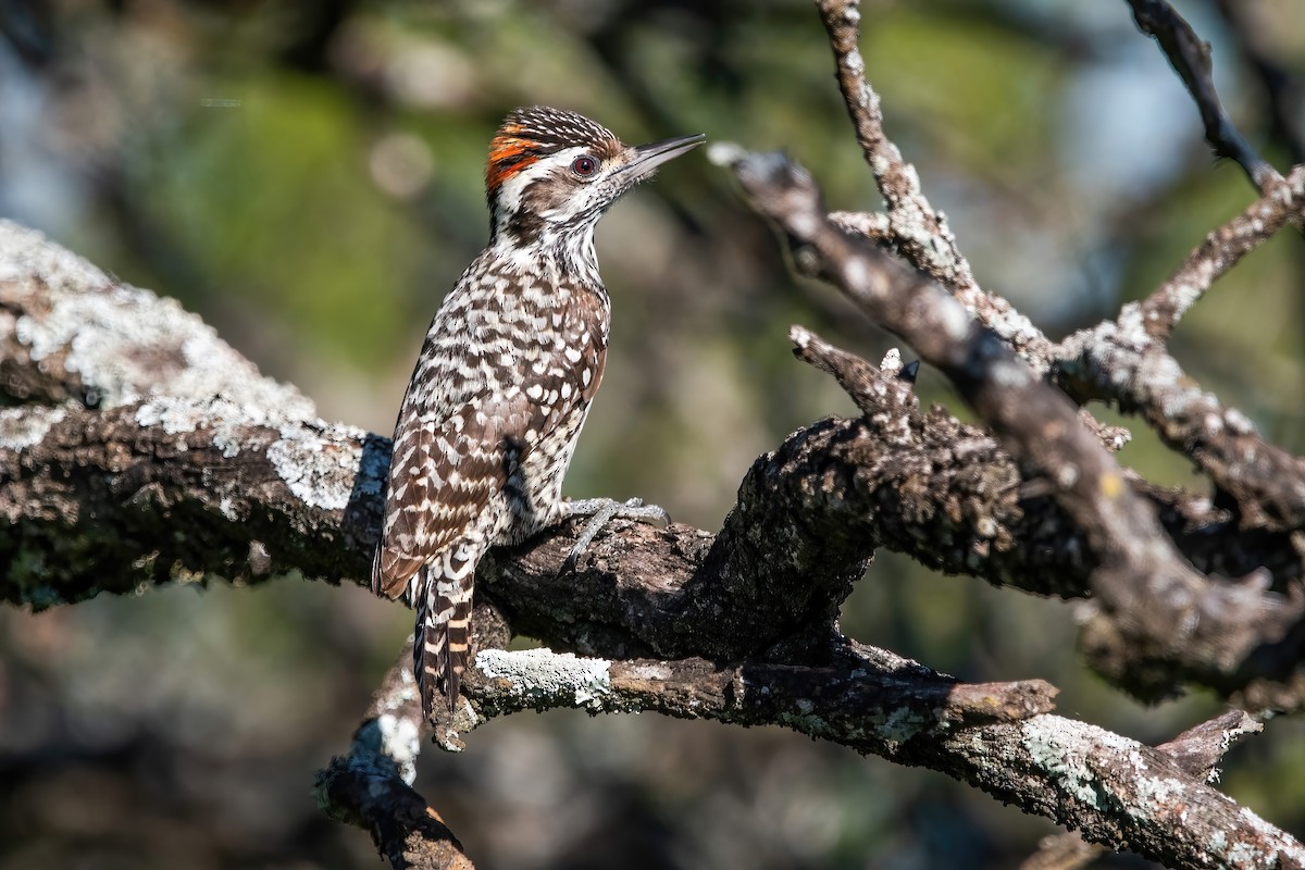Checkered Woodpecker - ML643907063