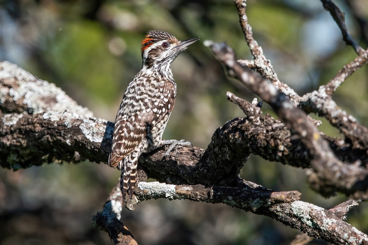 Checkered Woodpecker - ML643907065