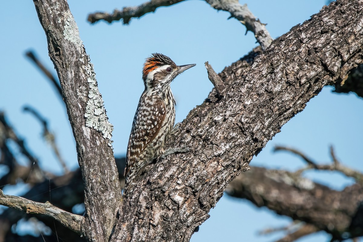 Checkered Woodpecker - ML643907066