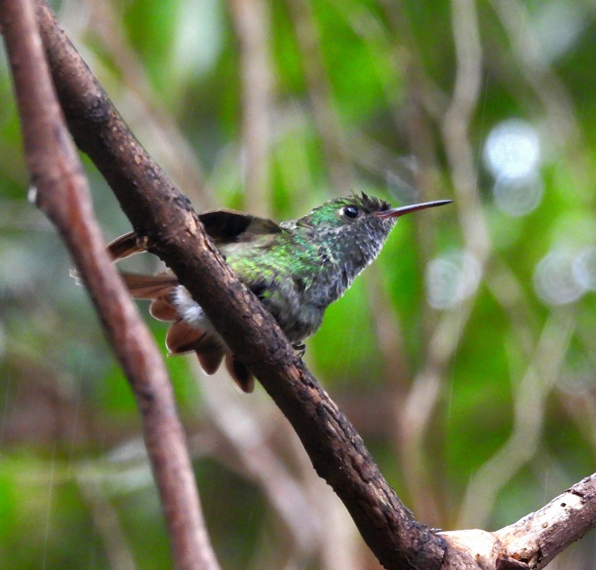 Versicolored Emerald - ML643907069