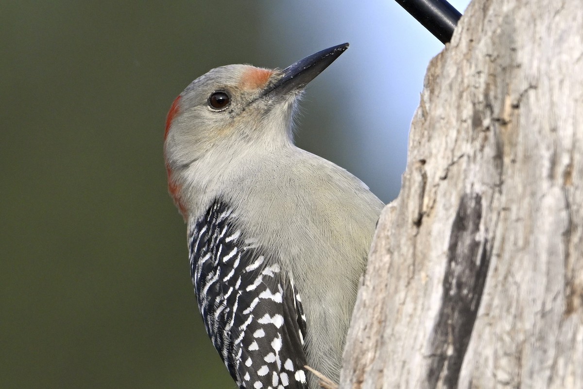 Red-bellied Woodpecker - ML643907070
