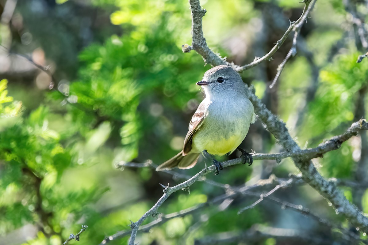 Southern Scrub-Flycatcher - ML643907078