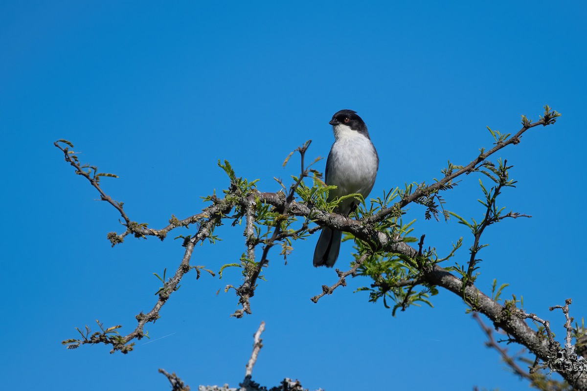 Black-capped Warbling Finch - ML643907081