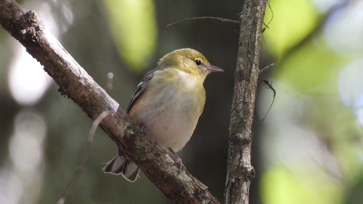 Bay-breasted Warbler - ML643907084