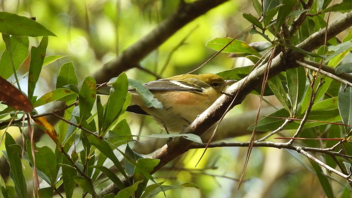 Bay-breasted Warbler - ML643907085
