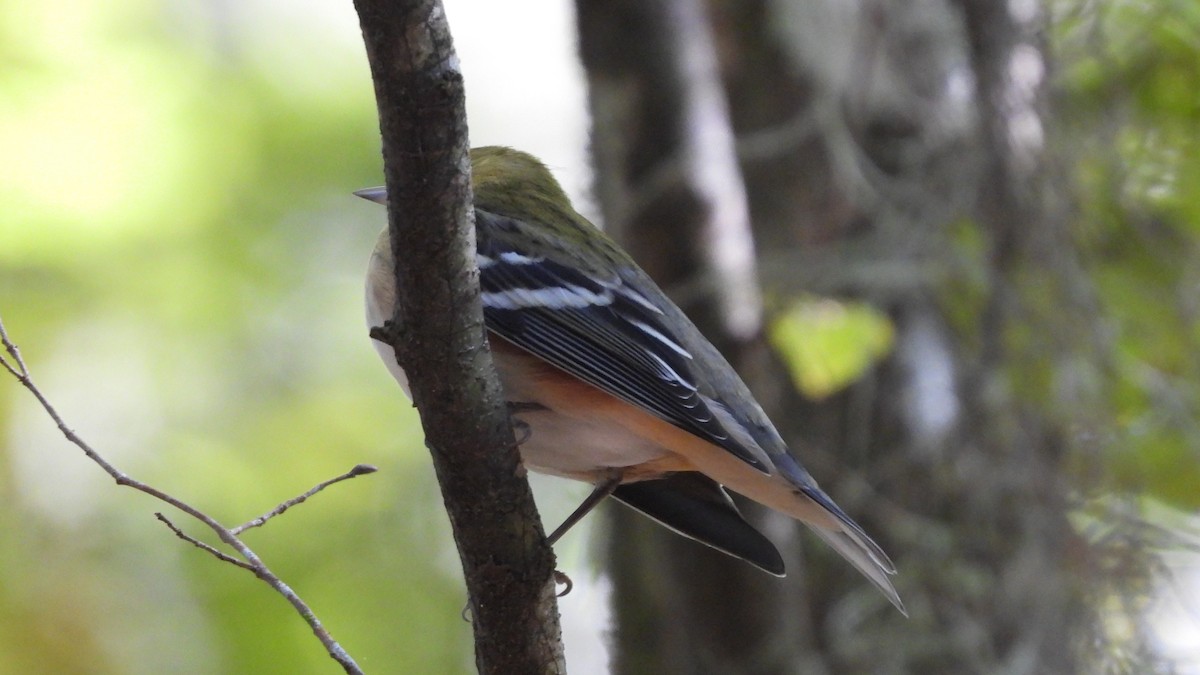Bay-breasted Warbler - ML643907086