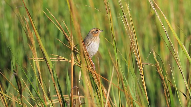 Saltmarsh Sparrow - ML643907090