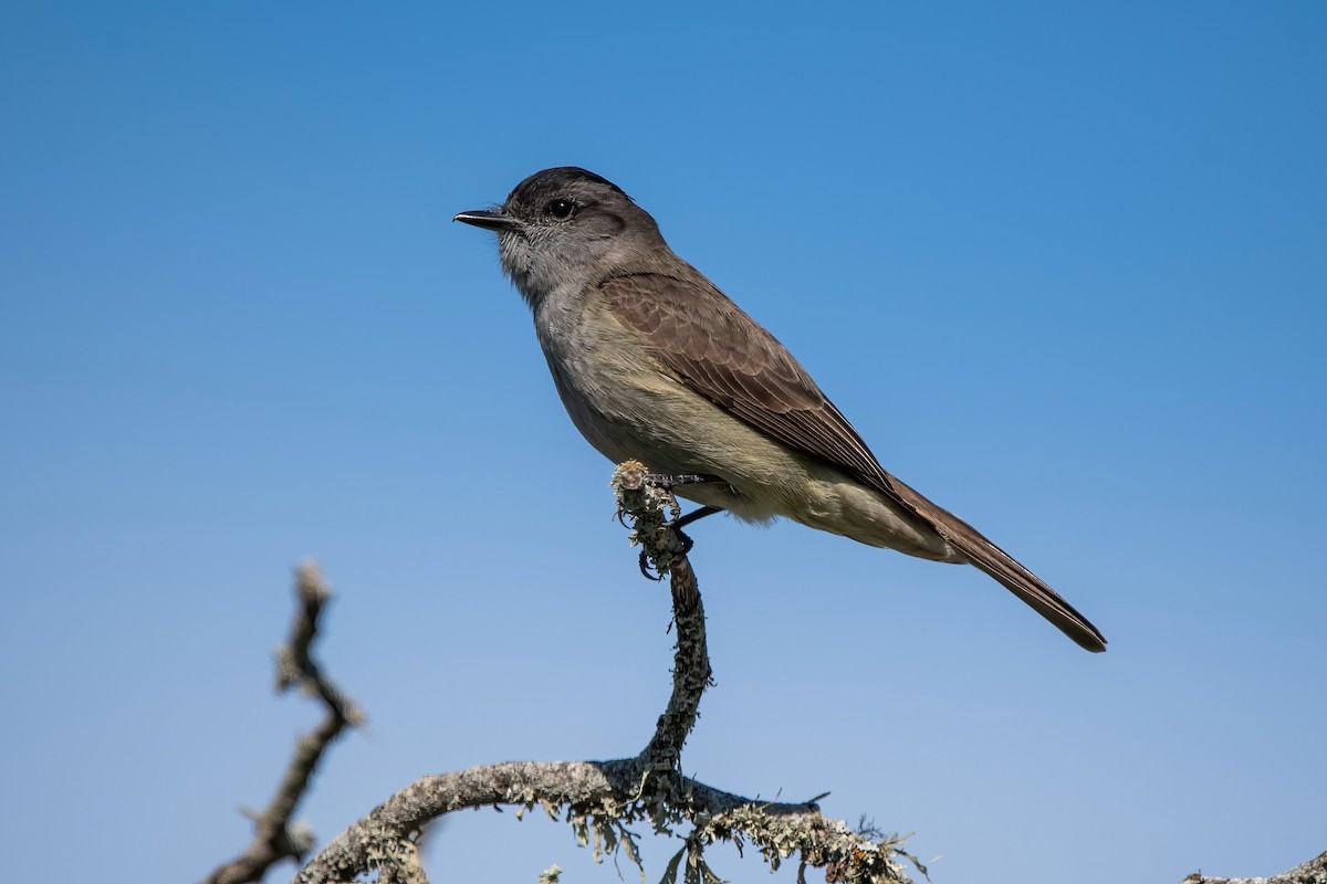 Crowned Slaty Flycatcher - ML643907095