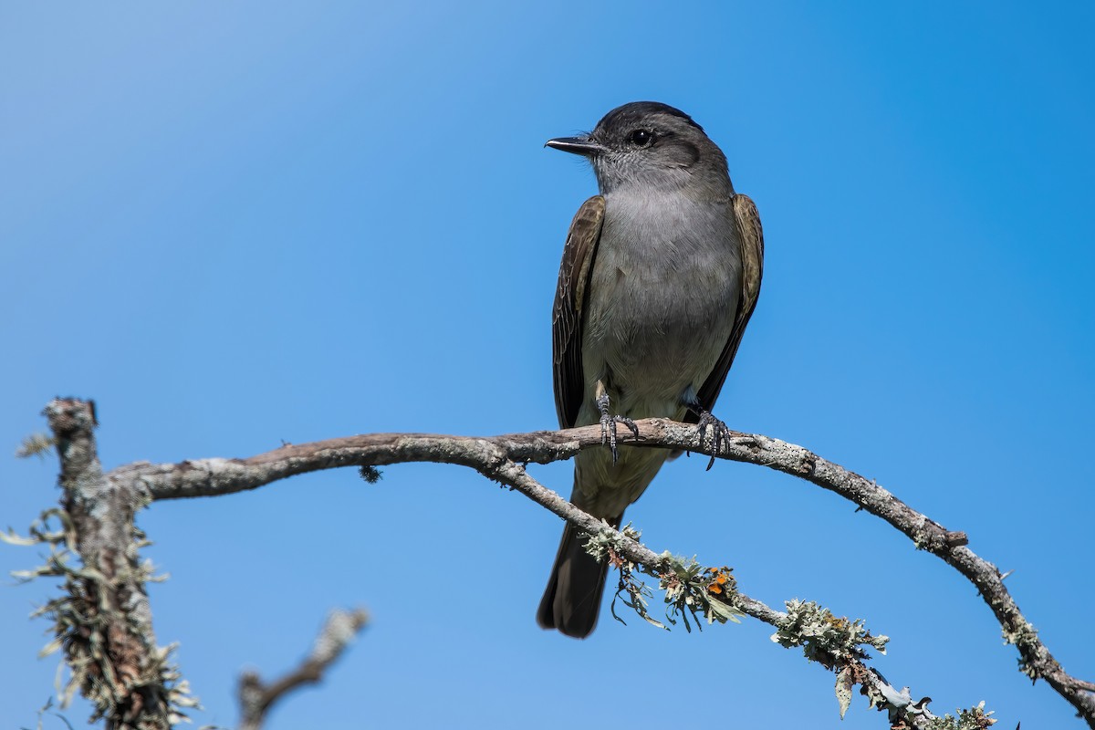 Crowned Slaty Flycatcher - ML643907096