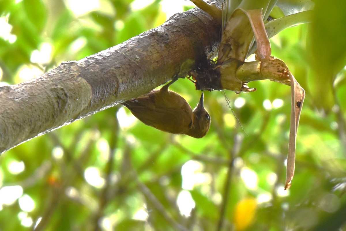 ハゲラ - ML643907097