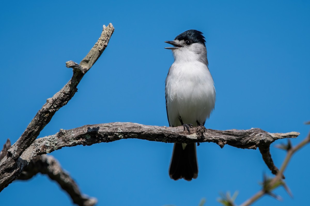 White-naped Xenopsaris - ML643907103