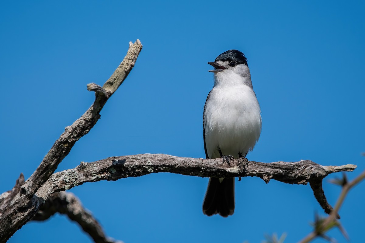 White-naped Xenopsaris - ML643907105