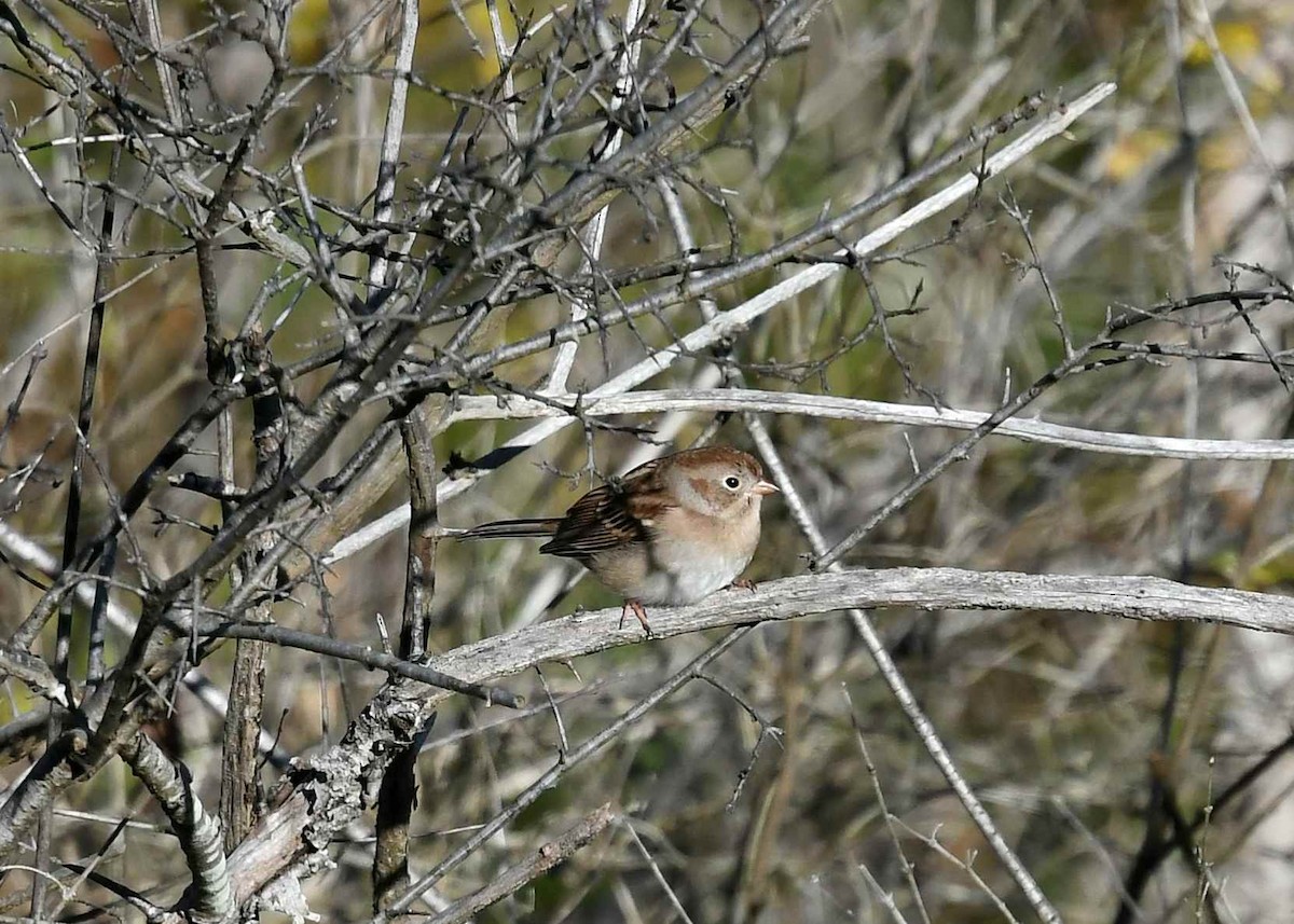 Tarla Serçesi - ML643907116