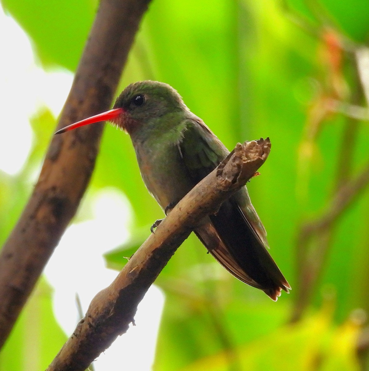 Gilded Hummingbird - ML643907118
