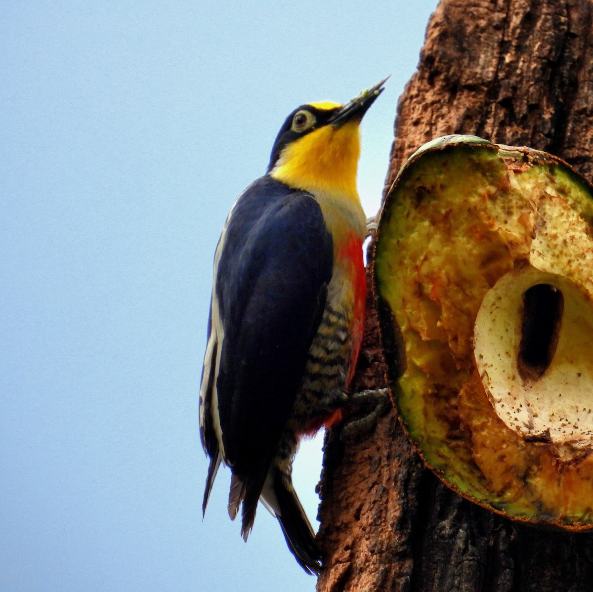 Yellow-fronted Woodpecker - ML643907131
