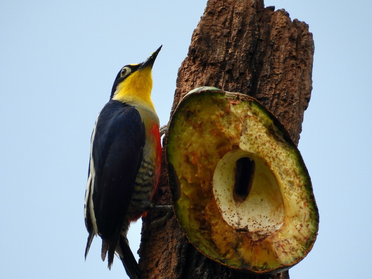Yellow-fronted Woodpecker - ML643907132