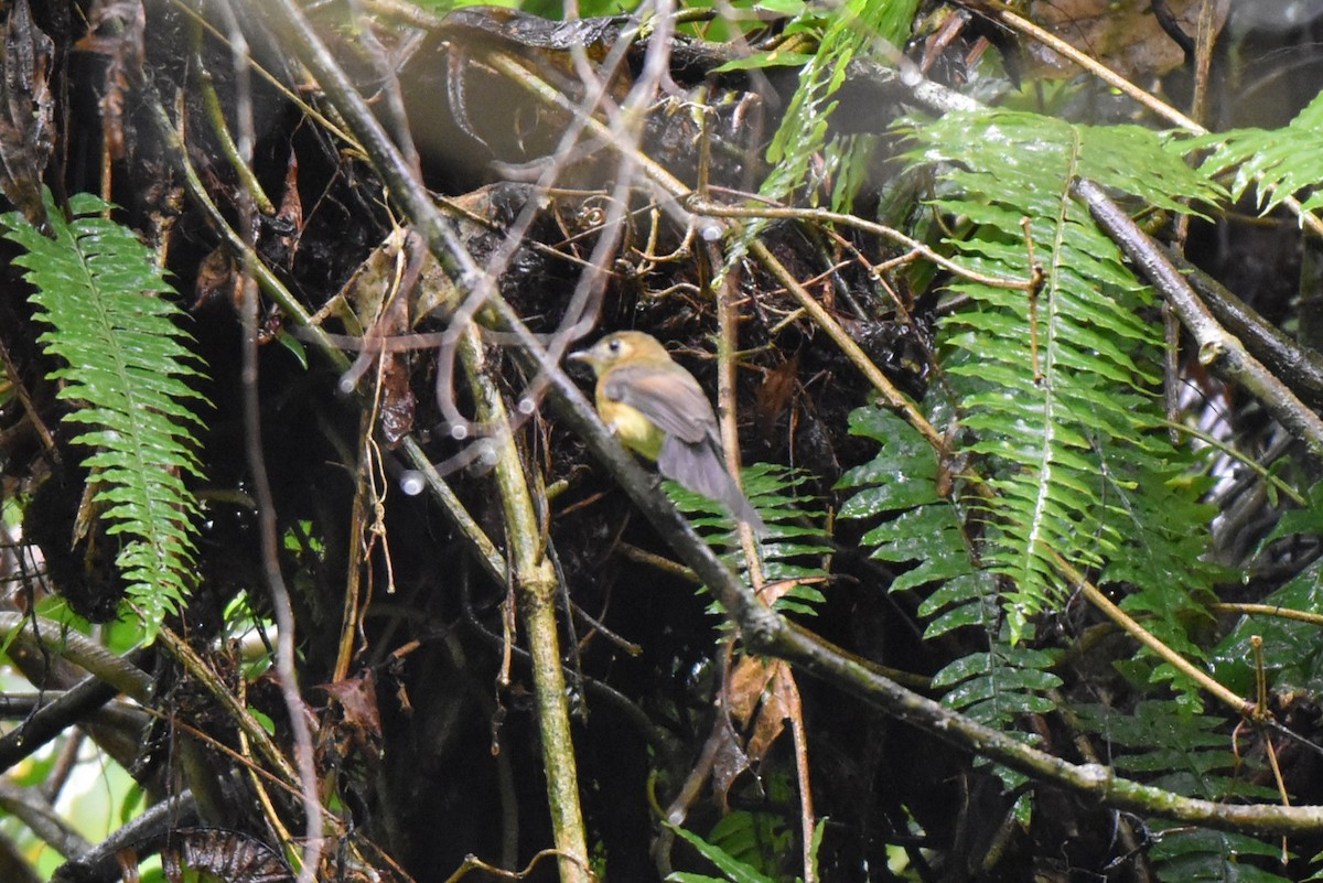 tyranovec sírovokostřecový - ML643907137