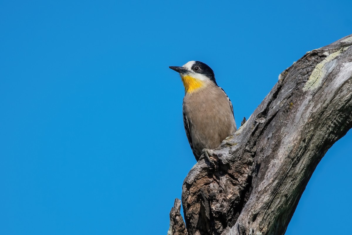 White-fronted Woodpecker - ML643907140