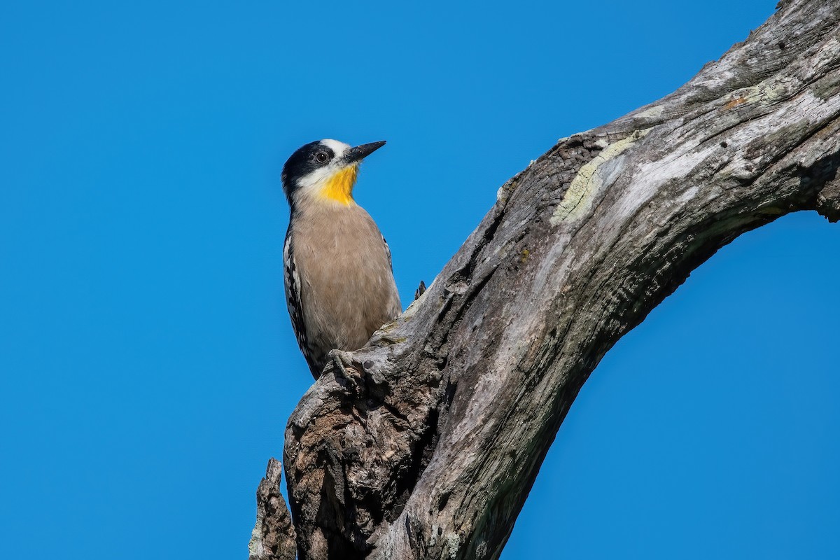 White-fronted Woodpecker - ML643907142