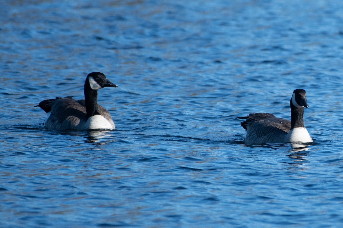 Canada Goose - ML643907160