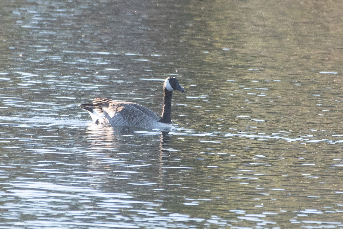 Canada Goose - ML643907161