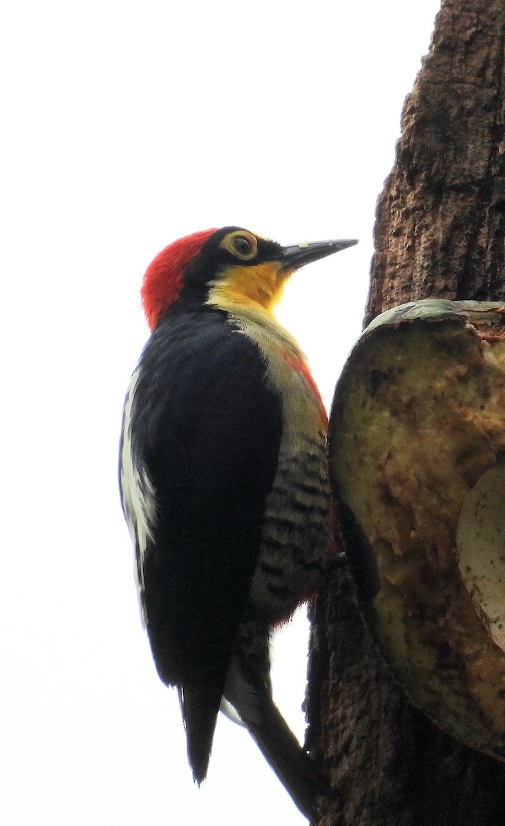 Yellow-fronted Woodpecker - ML643907166