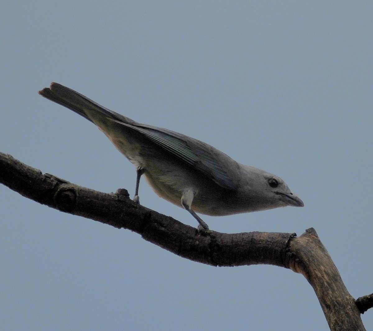 Sayaca Tanager - ML643907182