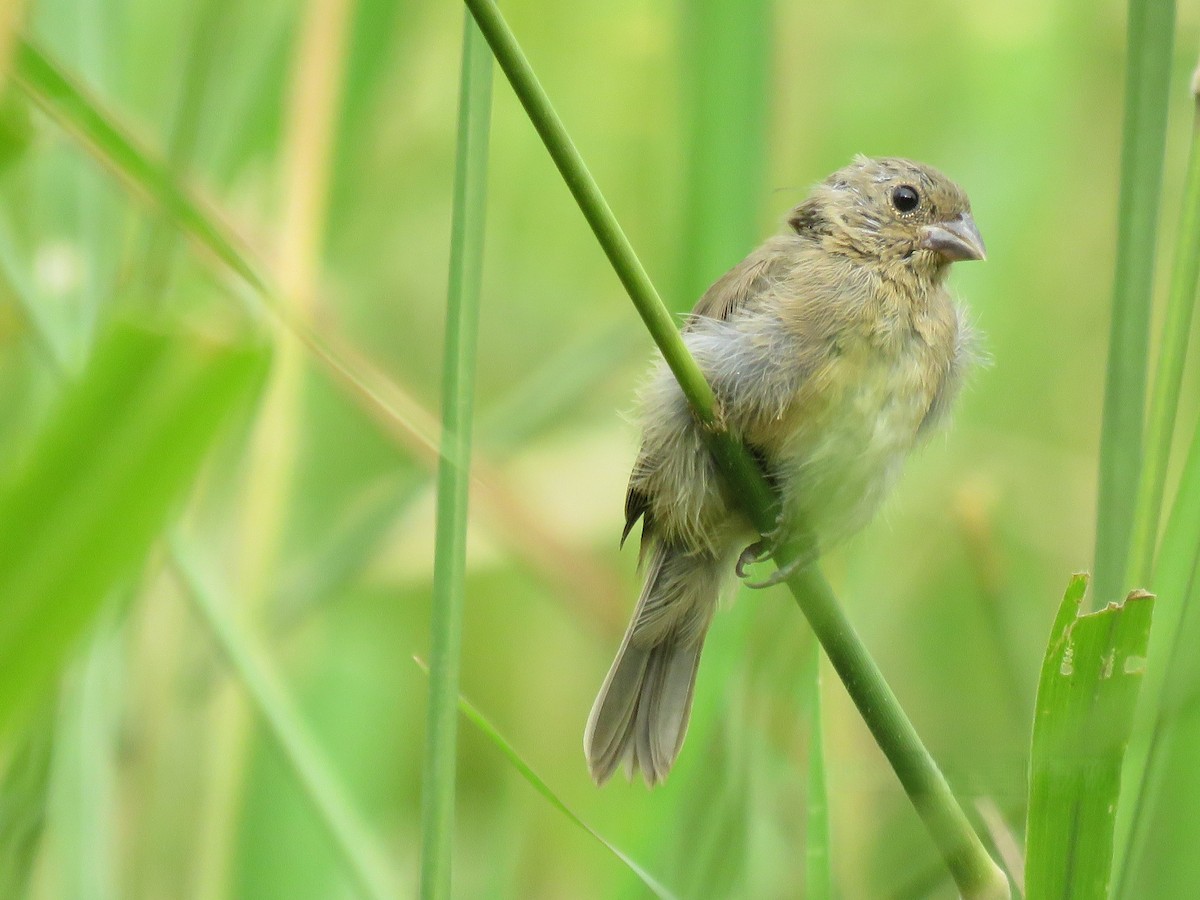 Yellow-bellied Seedeater - ML643907184
