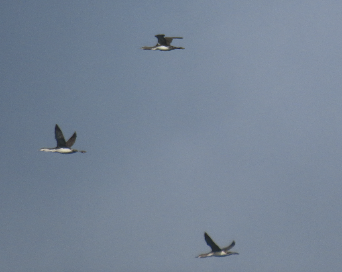 Pacific Loon - ML643907188