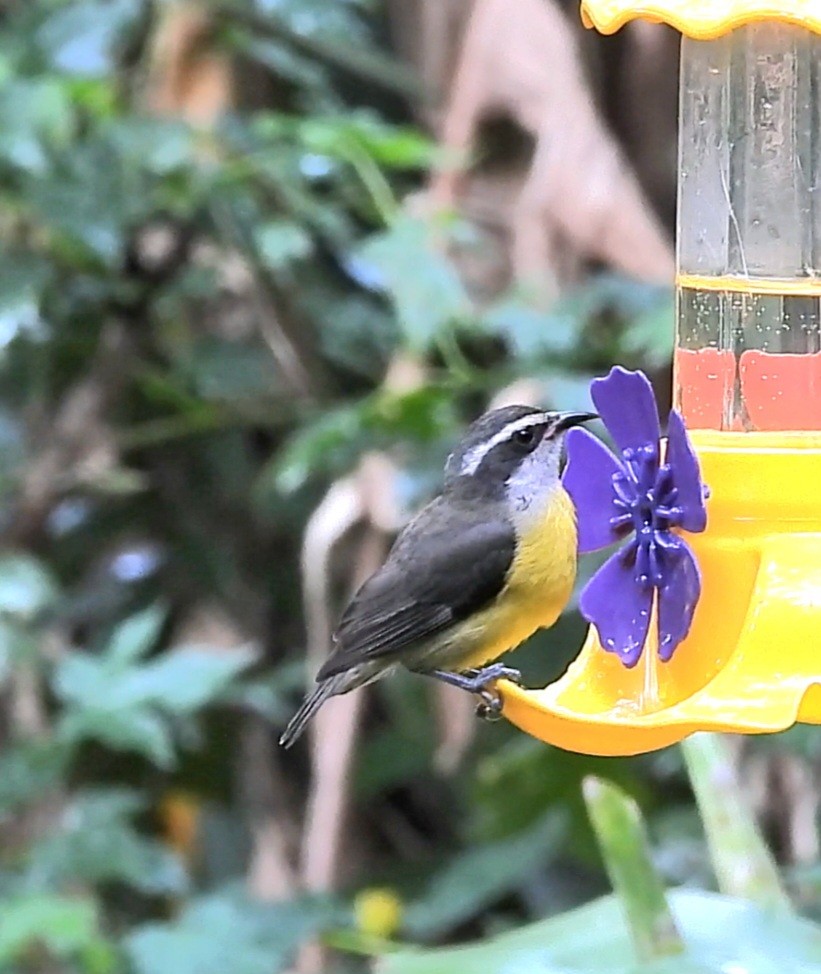 Bananaquit - ML643907189