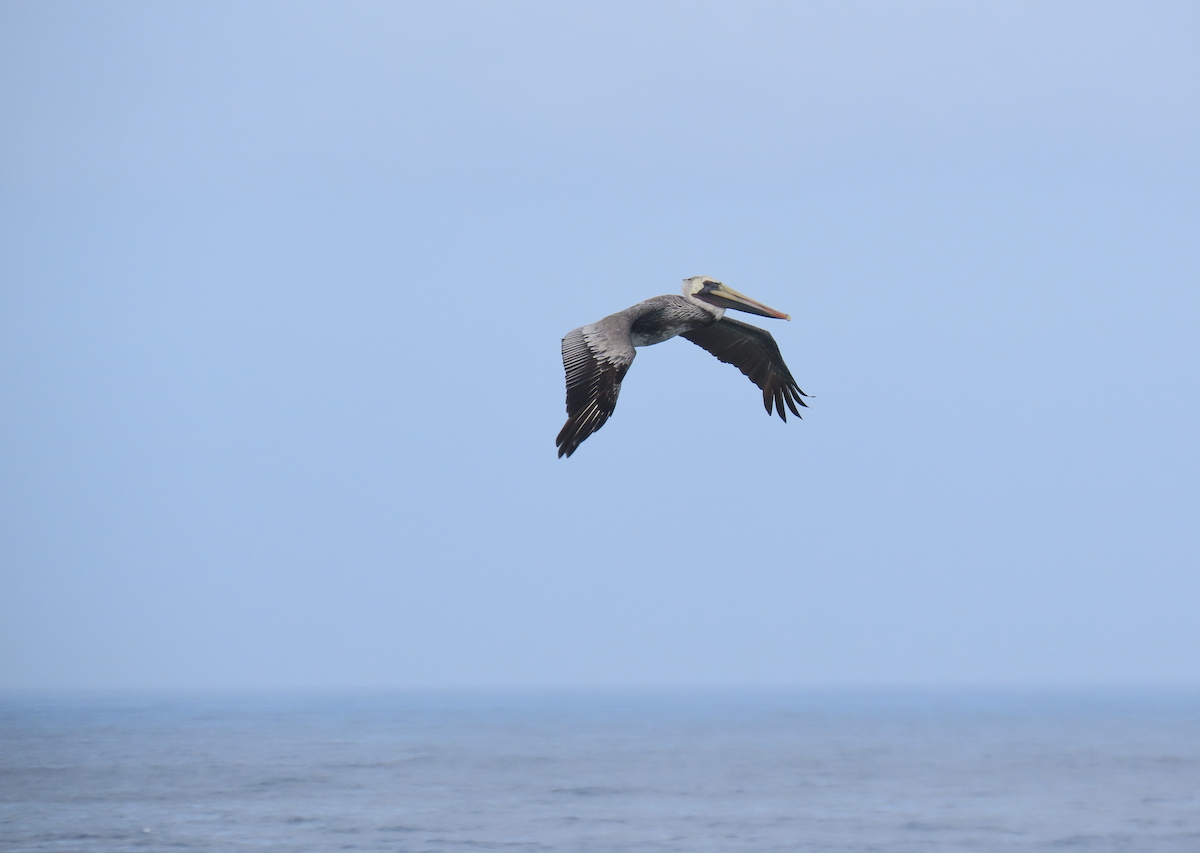Brown Pelican (California) - ML643907192