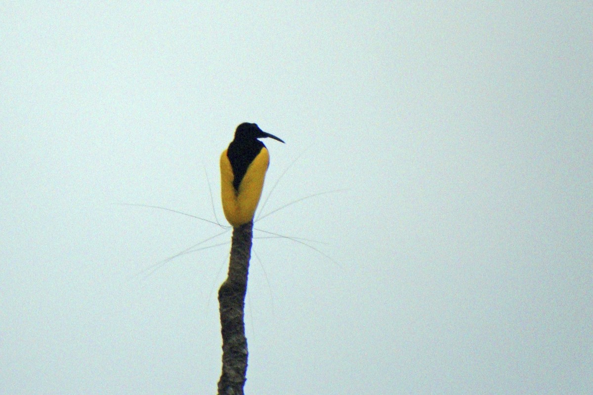 Twelve-wired Bird-of-Paradise - ML643907195
