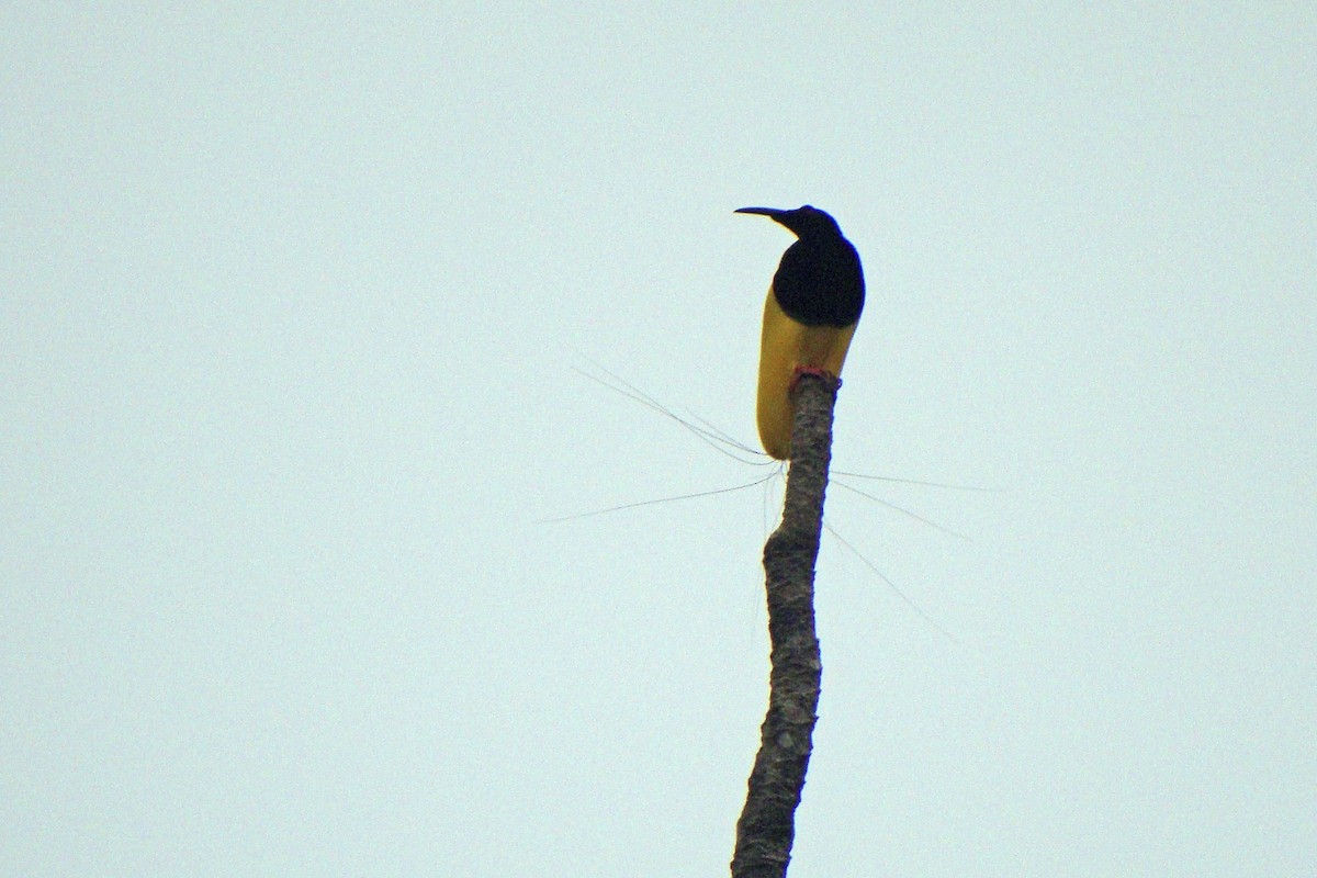 Twelve-wired Bird-of-Paradise - ML643907196