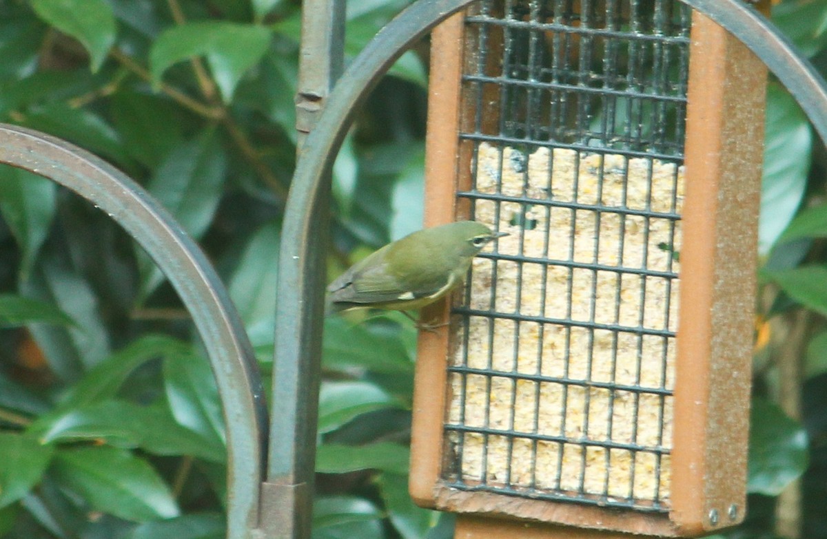 Black-throated Blue Warbler - ML643907304