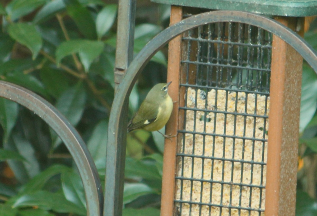 Black-throated Blue Warbler - ML643907305