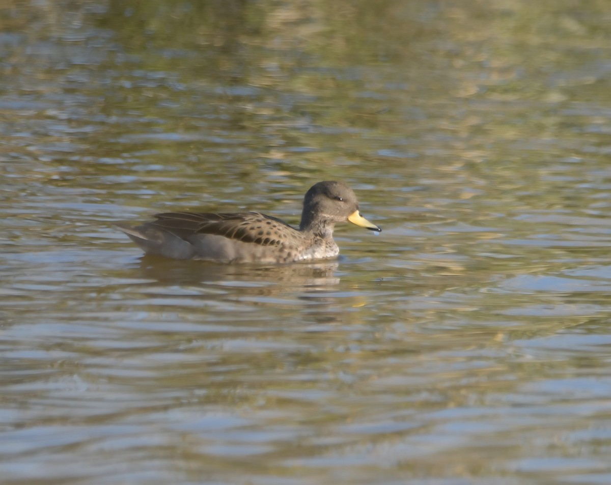 Yellow-billed Teal - ML643907306