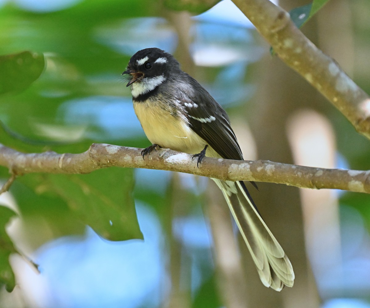 Gray Fantail - ML643907337