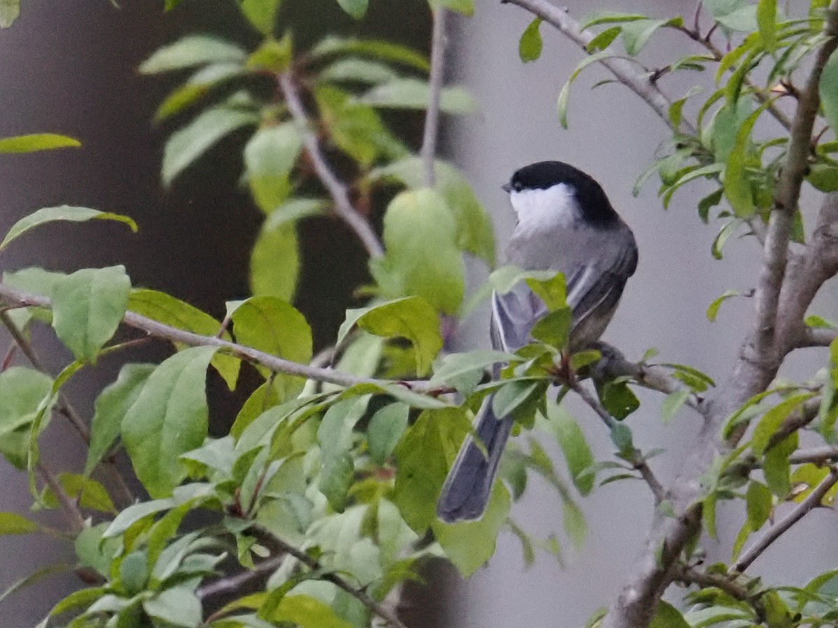 Carolina Chickadee - ML643907342
