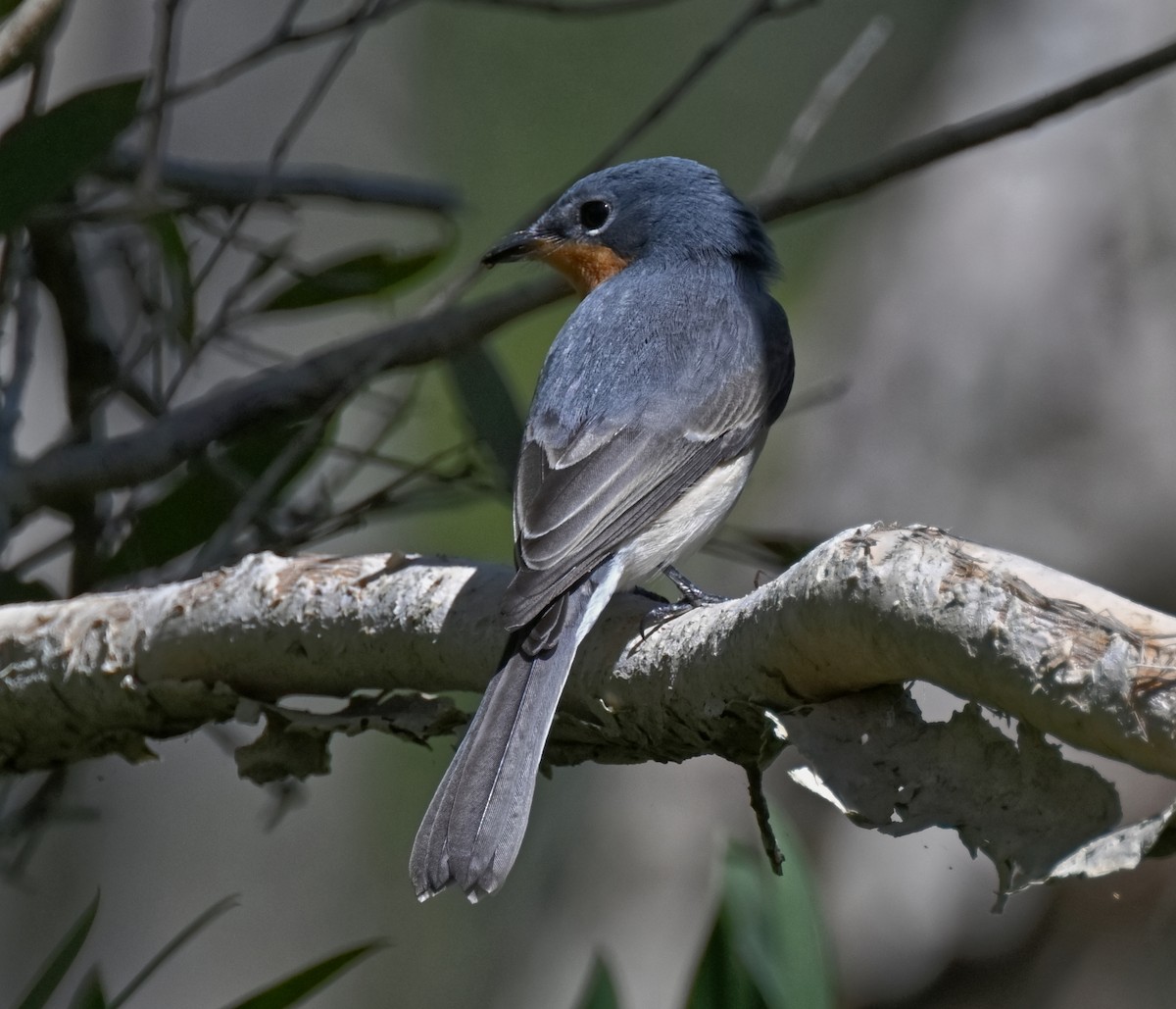 Leaden Flycatcher - ML643907349