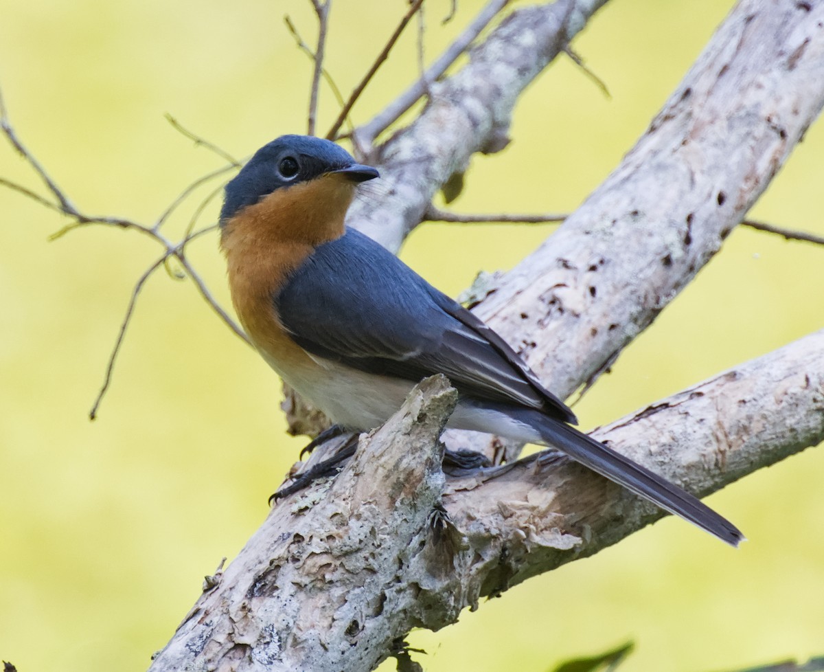 Leaden Flycatcher - ML643907350